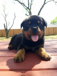 Rottweiler AKC pups ready now