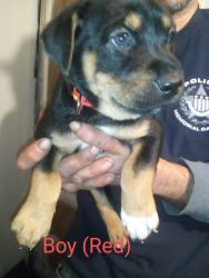 Rottsky puppies for sale.
