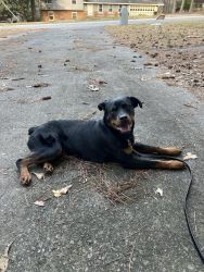9m Female Rottweiler TRAINED