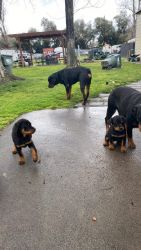 Pure breed Rottweiler puppies for sale