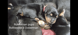 Rotterman pups