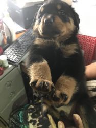 AKC German Rottweilers Puppies For Sale