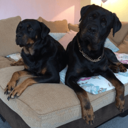 ROTWEILER AND BICHON FRISE FOR SALE