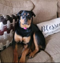 Beautiful and smart baby girl full blood Rottweiler