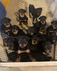 Beautiful 8-week-old Rottweilers