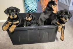 I have four rottweiler puppies left. 2 female and 2 male
