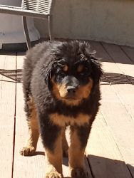 Rare but highly sought after long haired Rottweiler pups