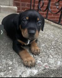 Hey I’m looking for a new home for male puppy rottweiler