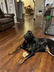 Female Rottie Available