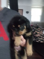Male Rottweiler puppies to love on