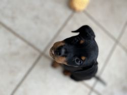7 week old rottie looking for a new home