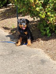 Beautiful Rotty in need of a loving home