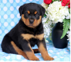 German Rottweiler puppies (bobs, tails and Rumpy's )4 sale