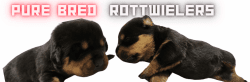 Purebred Rottwielers