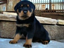 THESE WONDERFUL ROTTWEILERS