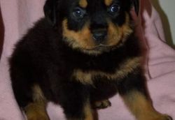 ROTTWEILER PYPPY FOR SALE
