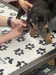 Rottweiler full bred for sale
