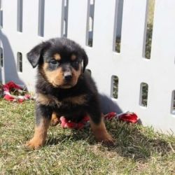 Rottweiler puppies available for new home