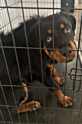 Beautiful Rotweiler for sale