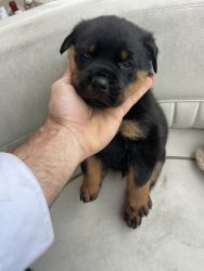 AKC rottweilers