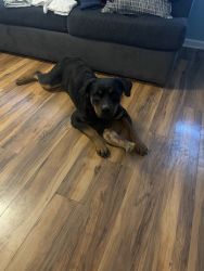 Rottweiler needs new home