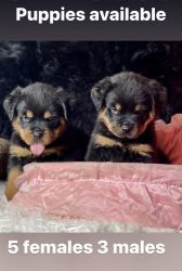 German Rottweiler pups