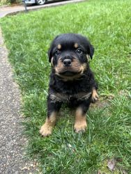 Beautiful AKC Registered Rottweiler puppies