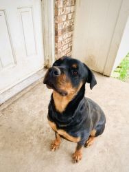 1 year old Rottweiler with papers