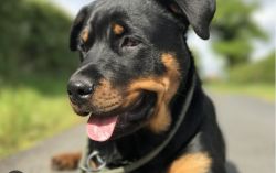 Male Rottweiler pup