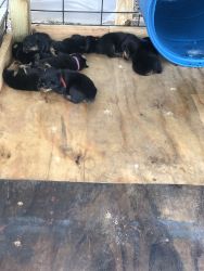 Four puppies for sell 600 a piece