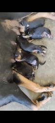 Rottweiler Puppies Champion Line (22 Nails - Lucky Dogs)