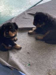 GERMAN ROTTWEILER pups MALES available!!