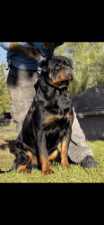 AKC Registered and farm raised Rottweiler puppies