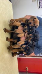 4 German Rottweiler Puppies for Sale!!