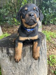 Seven Rottweiler puppies for sale