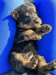 Rottweiler puppies for sale seven left!