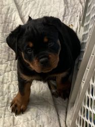 GERMAN Rottweiler puppies males only males only