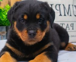 Top quality Rottweiler puppies
