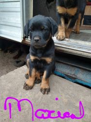 AKC ROTTWEILERS