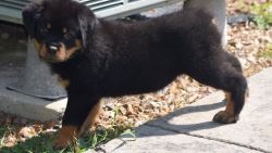 AKC Rottweiler puppies available.