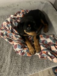 Rottie puppies for sale