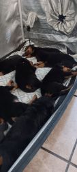Beautiful Rottweilers puppies for sale