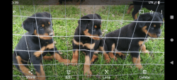 Rottweiler pups reasonable fee
