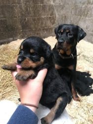 Trained rottweiler puppies