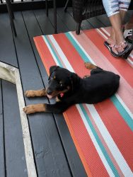 Rottie 11wk old pup for sale! Grand Rapids Mi.