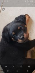 AKC Rottweiler Pup with breeding rights
