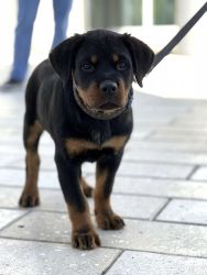 Pure Bred Papered Rottweiler