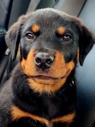 AKC registered Rottweiler pup for sale