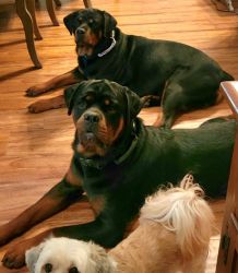 Pure Breed Rottweilers