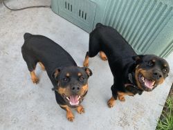 10 month old Rotwellier female pups